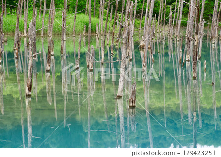 Shirokane Blue Pond in early summer (Biei, Hokkaido) 129423251