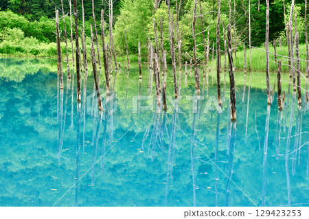 初夏的白金青池(北海道美瑛) 初夏的白金青池(北海道美瑛) 129423253