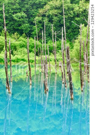 Shirokane Blue Pond in early summer (Biei, Hokkaido) 129423254