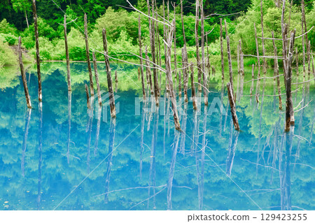 Shirokane Blue Pond in early summer (Biei, Hokkaido) 129423255