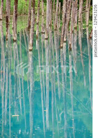 初夏的白金青池（北海道美瑛） 129423256