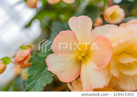 (Oita Prefecture) White-pink tuberous begonias at Kuju Flower Park 129423303