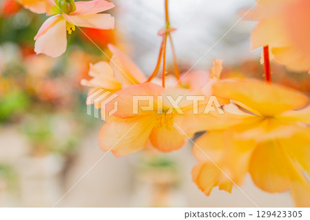 （大分縣）九重花卉公園的白粉紅球根秋海棠 129423305