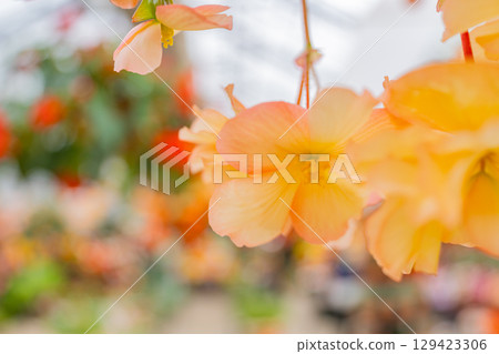(Oita Prefecture) White-pink tuberous begonias at Kuju Flower Park 129423306