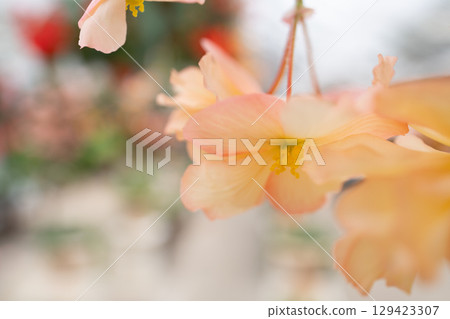 (Oita Prefecture) White-pink tuberous begonias at Kuju Flower Park 129423307