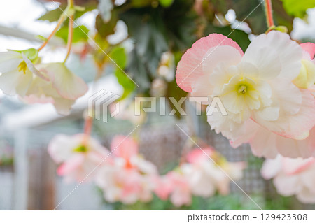 (Oita Prefecture) White-pink tuberous begonias at Kuju Flower Park (Oita Prefecture) White-pink tuberous begonias at Kuju Flower Park 129423308