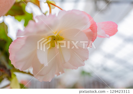 (Oita Prefecture) White-pink tuberous begonias at Kuju Flower Park 129423311