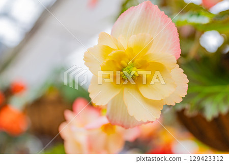 (Oita Prefecture) White-pink tuberous begonias at Kuju Flower Park 129423312