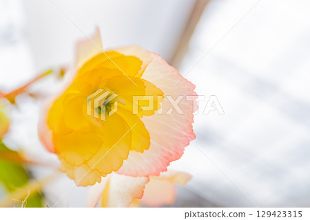 (Oita Prefecture) White-pink tuberous begonias at Kuju Flower Park 129423315