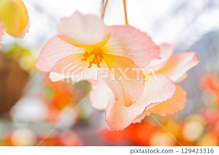 (Oita Prefecture) White-pink tuberous begonias at Kuju Flower Park 129423316