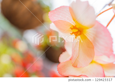 (Oita Prefecture) White-pink tuberous begonias at Kuju Flower Park 129423317