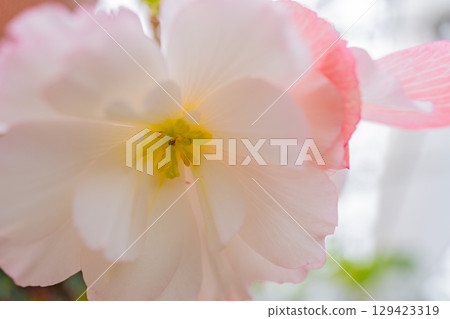 (Oita Prefecture) White-pink tuberous begonias at Kuju Flower Park 129423319