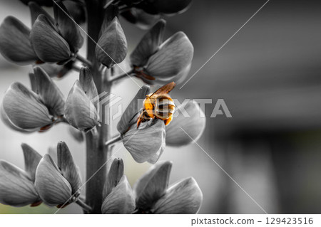 Honey bee Honey bee 129423516