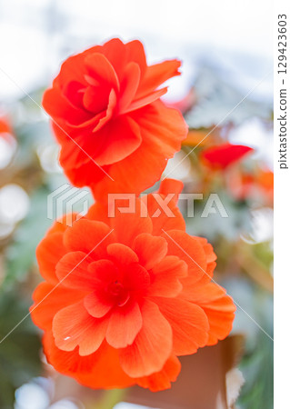 (Oita Prefecture) Red and pink tuberous begonias at Kuju Flower Park 129423603