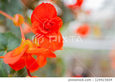 (Oita Prefecture) Red and pink tuberous begonias at Kuju Flower Park 129423604