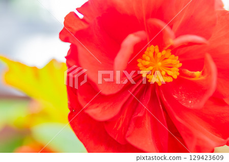 (Oita Prefecture) Red and pink tuberous begonias at Kuju Flower Park 129423609