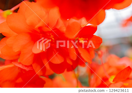 (Oita Prefecture) Red and pink tuberous begonias at Kuju Flower Park 129423611