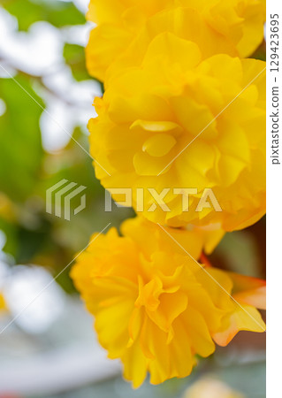 九重花卉公園的黃色球根秋海棠（大分縣） 129423695