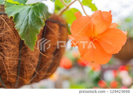 Yellow tuberous begonias at Kuju Flower Park (Oita Prefecture) 129423698