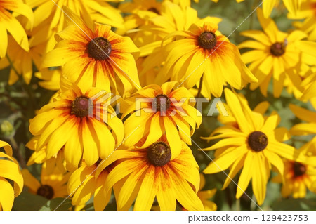 Yellow flowers rudbeckia laciniata or rudbeckia golden ball. Selective focus. Yellow flowers rudbeckia laciniata or rudbeckia golden ball. Selective focus. 129423753