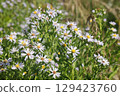 Aster ericoides white heath asters flowering plants, beautiful bunch of autumnal flowers in bloom. 129423760