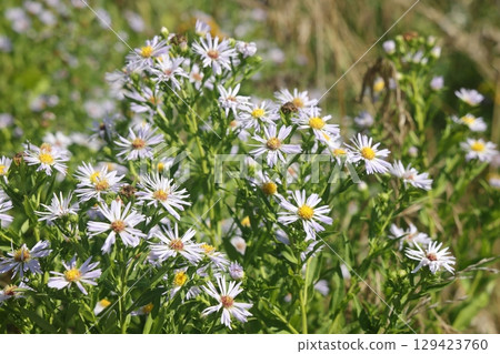 Aster ericoides white heath asters flowering plants, beautiful bunch of autumnal flowers in bloom. 129423760