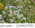 Aster ericoides white heath asters flowering plants, beautiful bunch of autumnal flowers in bloom. 129423761