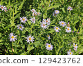 Aster ericoides white heath asters flowering plants, beautiful bunch of autumnal flowers in bloom. 129423762