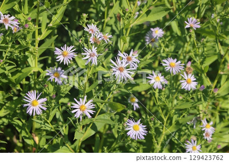 Aster ericoides white heath asters flowering plants, beautiful bunch of autumnal flowers in bloom. 129423762