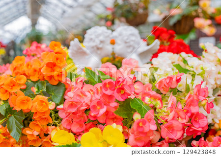（大分縣）九重花卉公園：色彩繽紛的球根秋海棠館 129423848