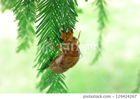 Cicada shell 129424267