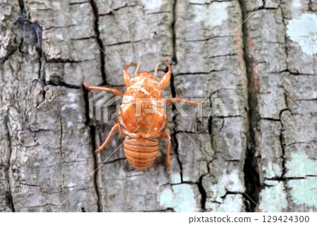 Cicada shell Cicada shell 129424300