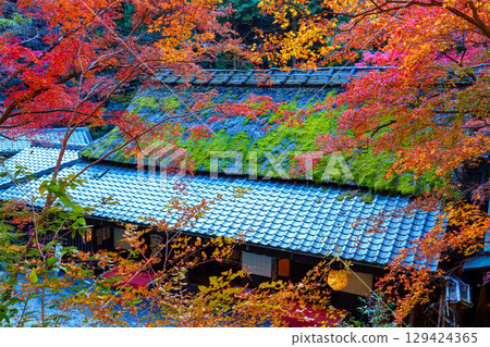 Vibrant autumn foliage in Okusaga Toriimoto Vibrant autumn foliage in Okusaga Toriimoto 129424365