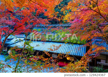 奧賀鳥居本的秋葉充滿活力 129424367