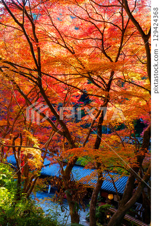 Vibrant autumn foliage in Okusaga Toriimoto 129424368