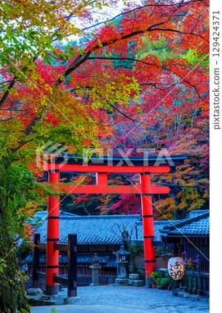 奧賀鳥居本的秋葉充滿活力 129424371