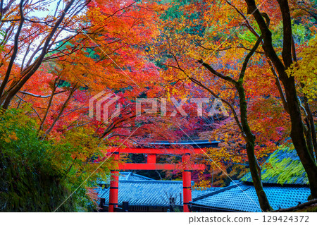 奧賀鳥居本的秋葉充滿活力 129424372