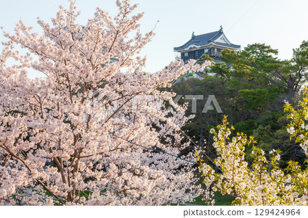 Okazaki Castle and cherry blossoms in full bloom in Okazaki City, Aichi Prefecture Okazaki Castle and cherry blossoms in full bloom in Okazaki City, Aichi Prefecture 129424964