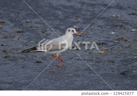 鷗的幼鳥 129425877