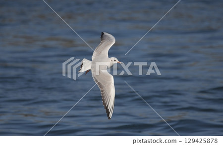 飛行中的一隻年輕黑頭鷗 129425878