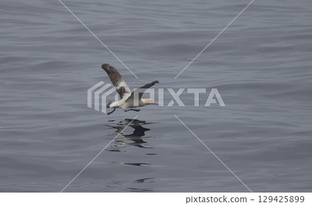 Albatross taking off from the sea 129425899