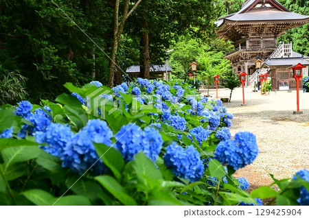 音羽山清水寺的繡球花盛開 129425904