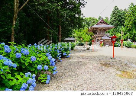 Hydrangeas in full bloom at Otowasan Kiyomizu-dera Temple Hydrangeas in full bloom at Otowasan Kiyomizu-dera Temple 129425907