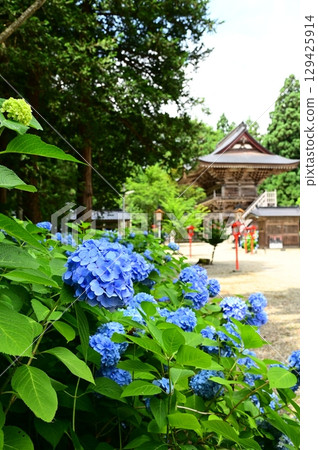 Hydrangeas in full bloom at Otowasan Kiyomizu-dera Temple 129425914