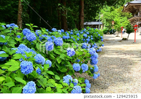 Hydrangeas in full bloom at Otowasan Kiyomizu-dera Temple 129425915