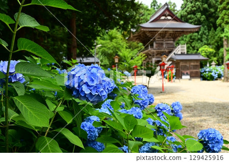 Hydrangeas in full bloom at Otowasan Kiyomizu-dera Temple 129425916