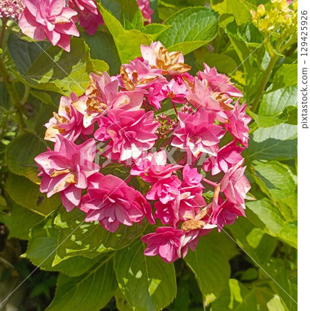 Withering pink hydrangea flowers in a natural style in pink, brown and green colors representing the beauty of aging and decay in a summer garden 129425926