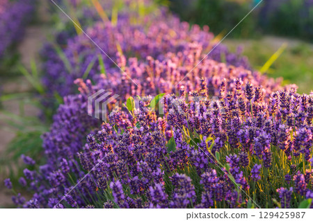 Lavender bushes blooming under warm sunlight in peaceful purple and green summer field background 129425987