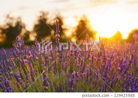 Lavender bushes blooming under warm sunlight in peaceful purple and green summer field background 129425988
