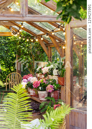 Wooden greenhouse full of blooming flowers and lush plants in bright and vibrant summer garden 129425991
